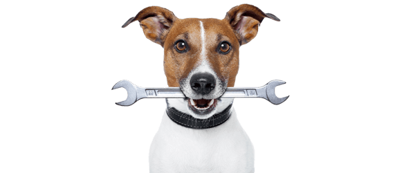 hosting dog with spanner